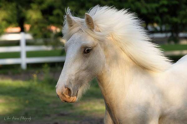 color-genetics-gypsy-vanner-horse