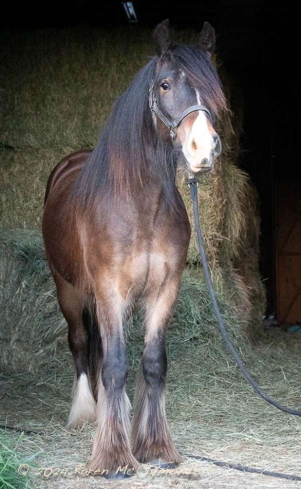 all-around-gypsy-vanner-horse