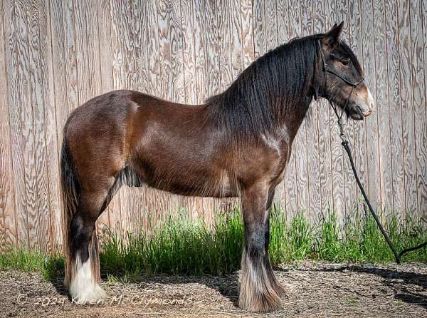 athletic-gypsy-vanner-horse