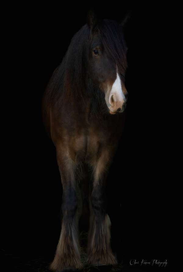 dappled-gypsy-vanner-horse