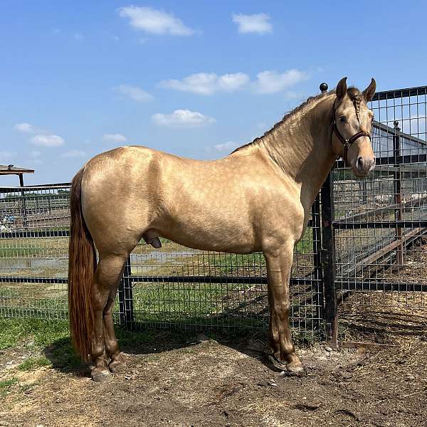 double-dilute-stallion-andalusian-horse