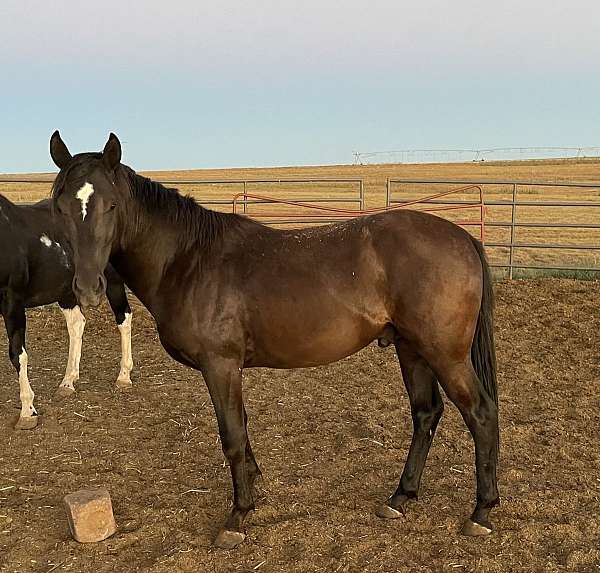 lonsum-tiger-quarter-horse