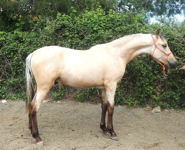 andalusian-horse-colt