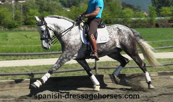 6-hand-andalusian-gelding