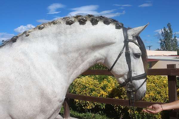 7-hand-andalusian-stallion
