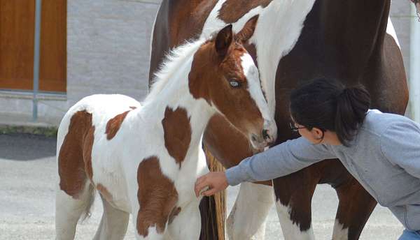 tobiano-belgian-warmblood-horse