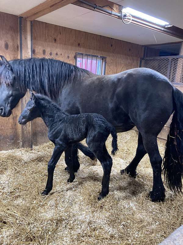 lincoln-friesian-horse