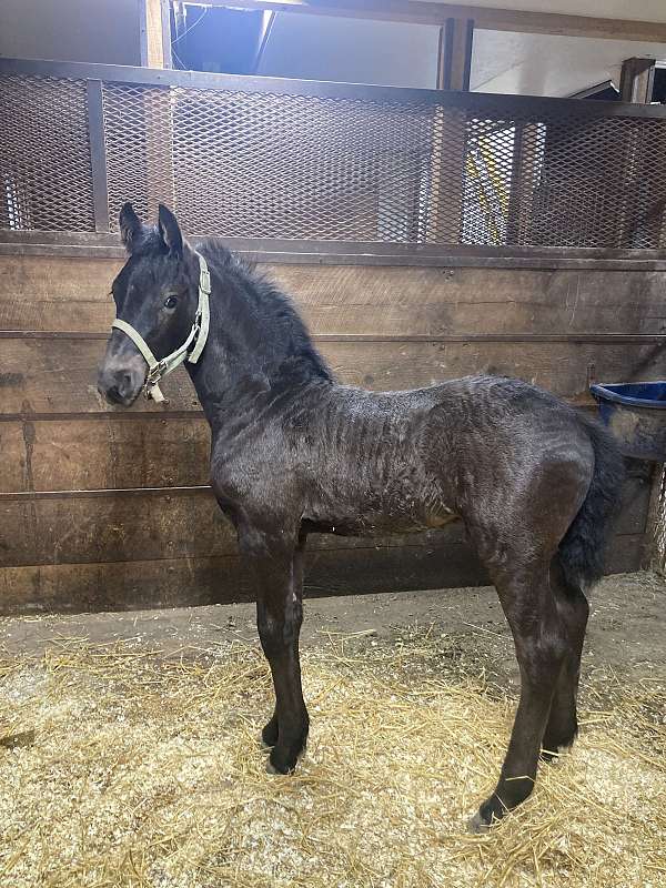 friesian-mare-colt