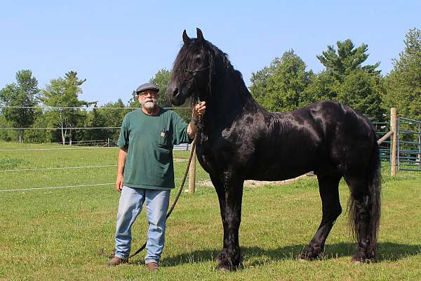 all-around-friesian-horse