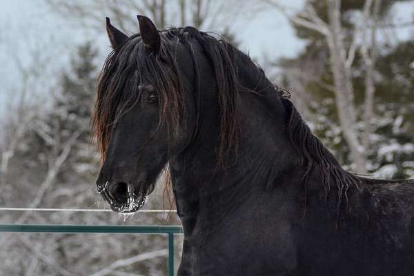 anything-friesian-horse