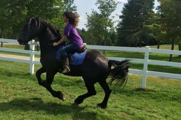 available-friesian-horse