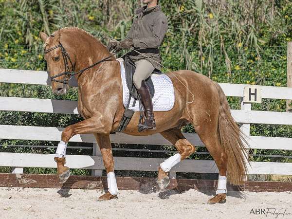 piro-free-andalusian-palomino-horse