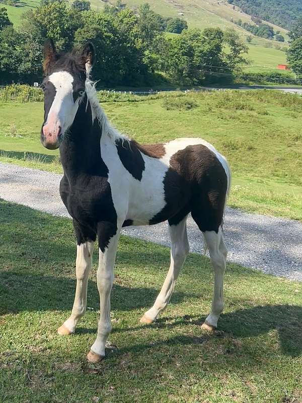 tennessee-walking-colt