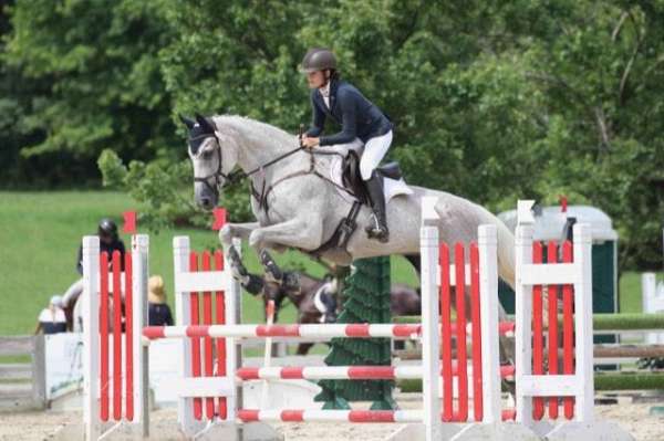 grey-eventing-jumping-horse