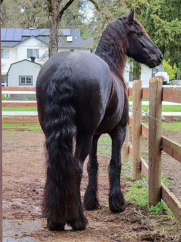 fahr-friesian-horse