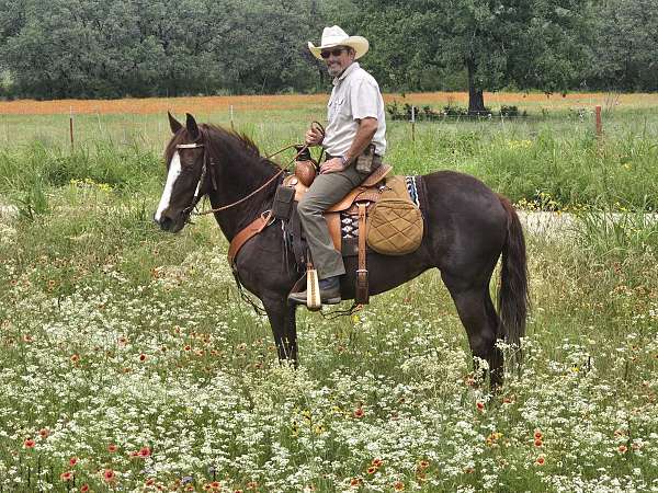 missouri-fox-trotter-mare