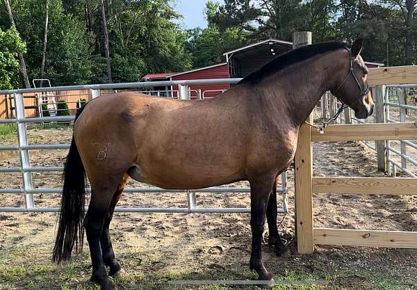 all-around-andalusian-horse