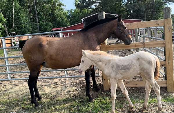 blue-eyed-andalusian-horse