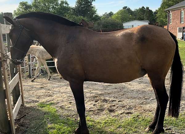 breeding-andalusian-horse