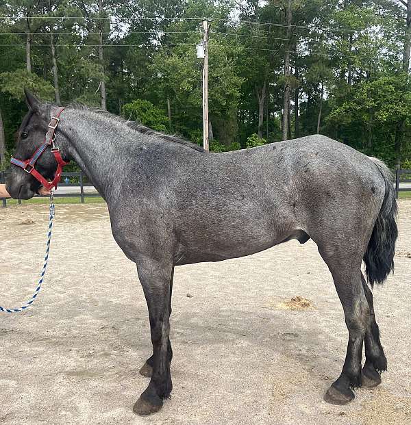 blue-roan-percheron-gelding