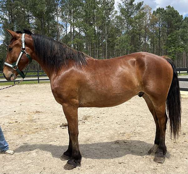 bay-draft-gelding