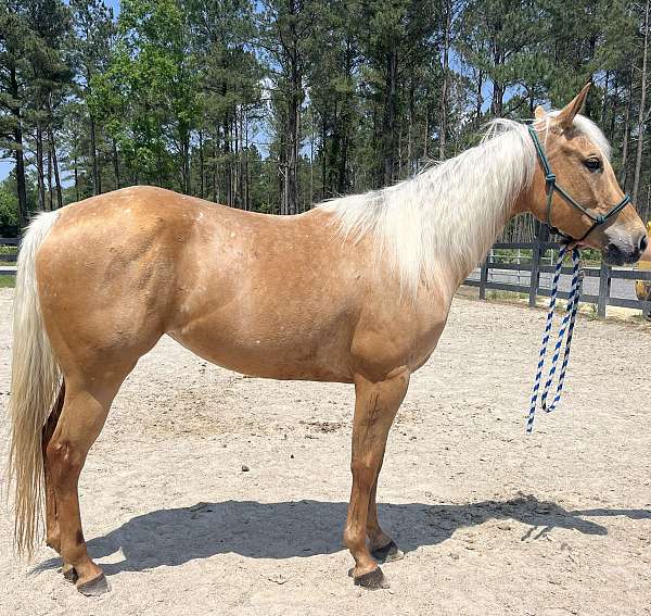 palomino-quarter-horse-mare