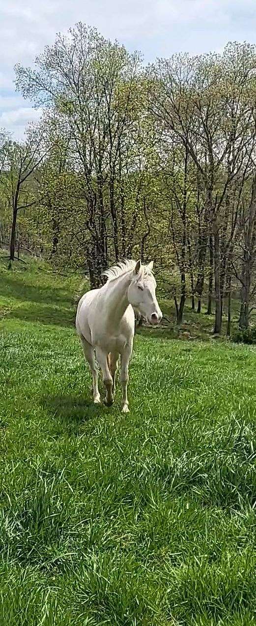 cremello-all-around-horse
