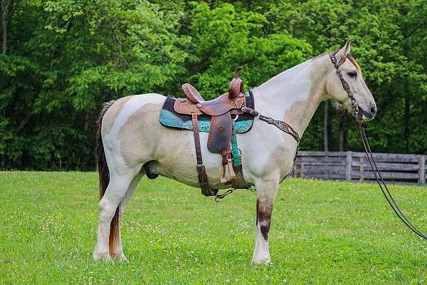 all-around-spotted-saddle-horse