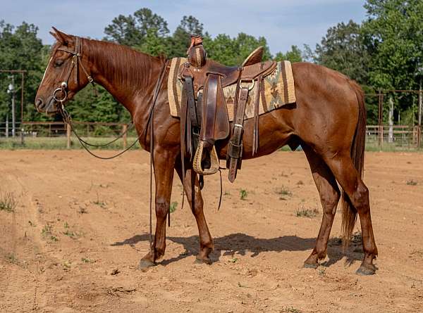 driving-trail-canadian-horse