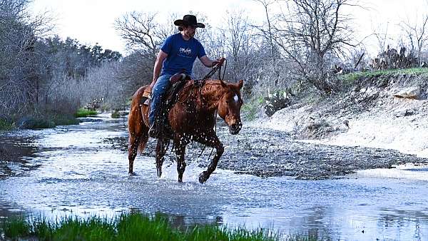 family-quarter-horse