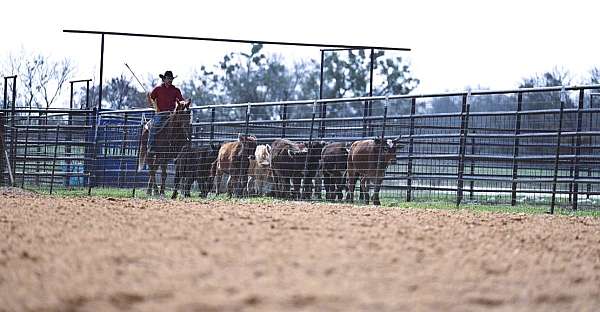 trail-quarter-horse