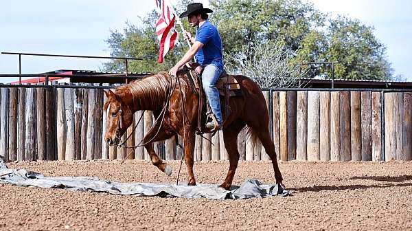 husband-safe-quarter-horse