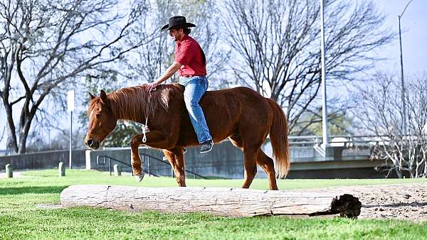 all-around-quarter-horse