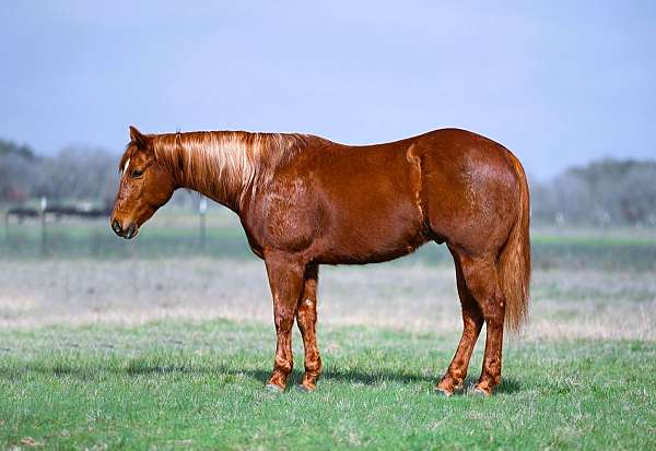 gentle-quarter-horse