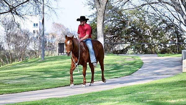 ranch-quarter-horse