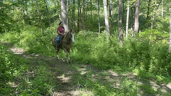 roan-see-pics-horse