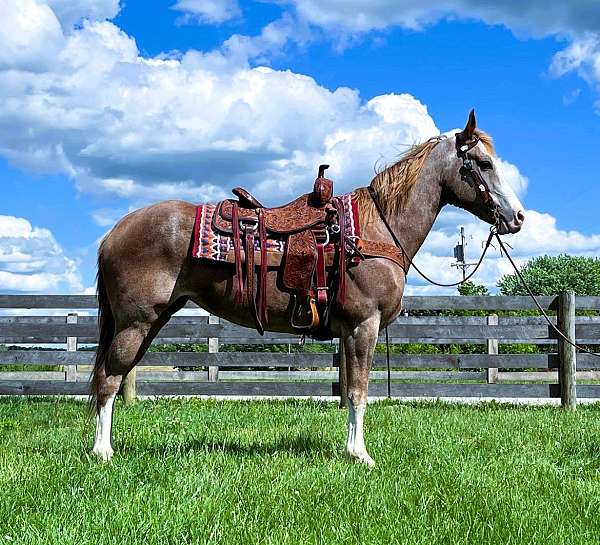 flashy-kentucky-mountain-horse