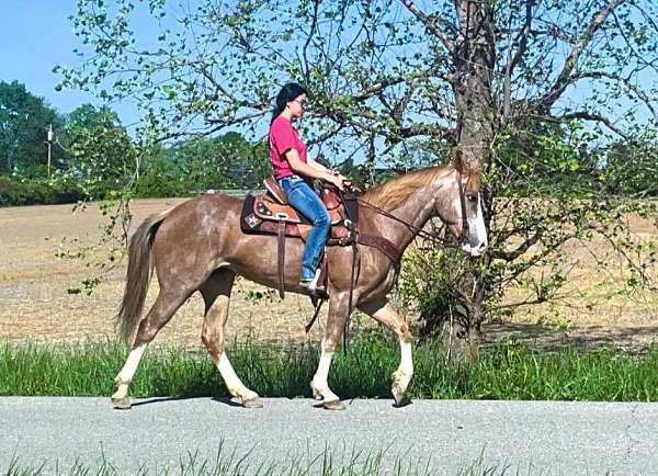 family-kentucky-mountain-horse