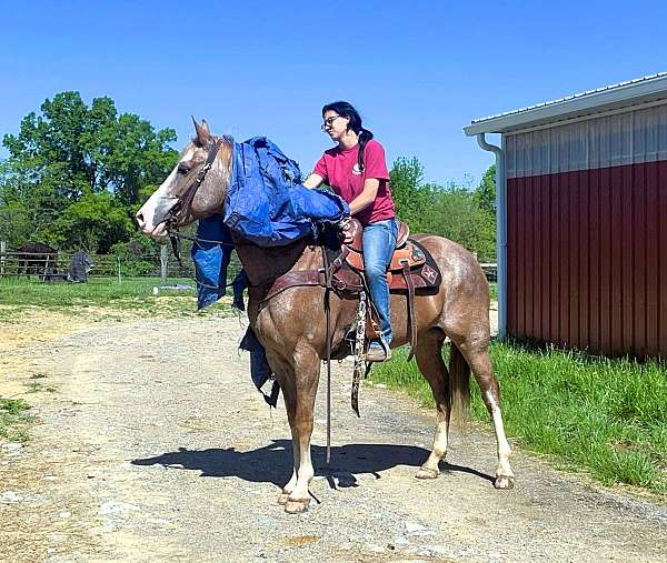 trail-kentucky-mountain-horse