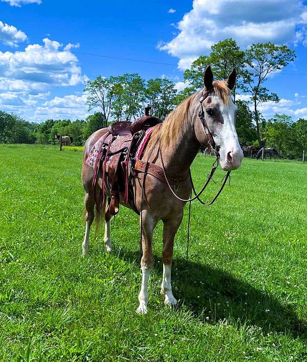 husband-safe-kentucky-mountain-horse