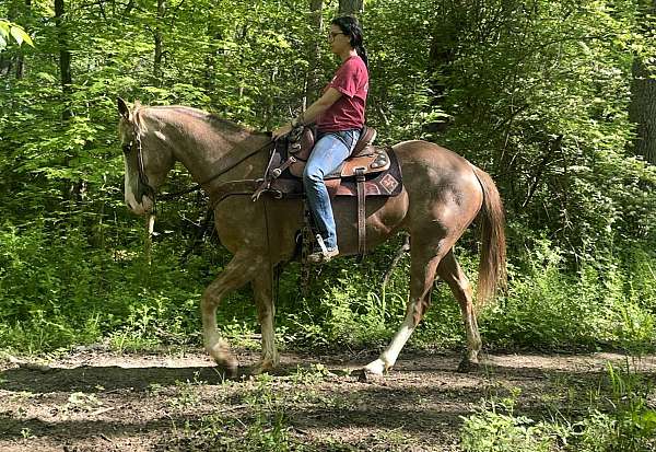 all-around-kentucky-mountain-horse