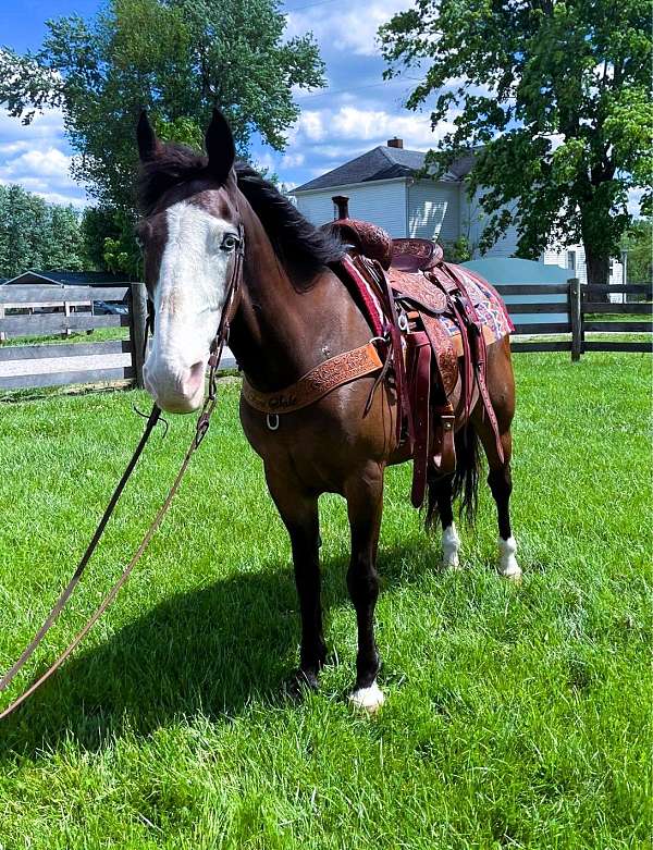 bay-see-pics-horse