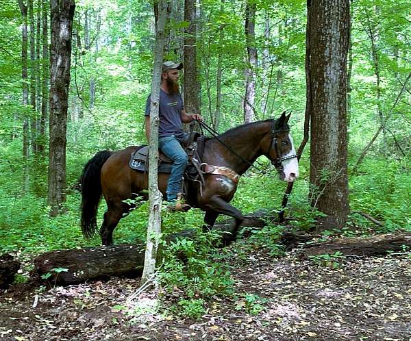 flashy-kentucky-mountain-horse