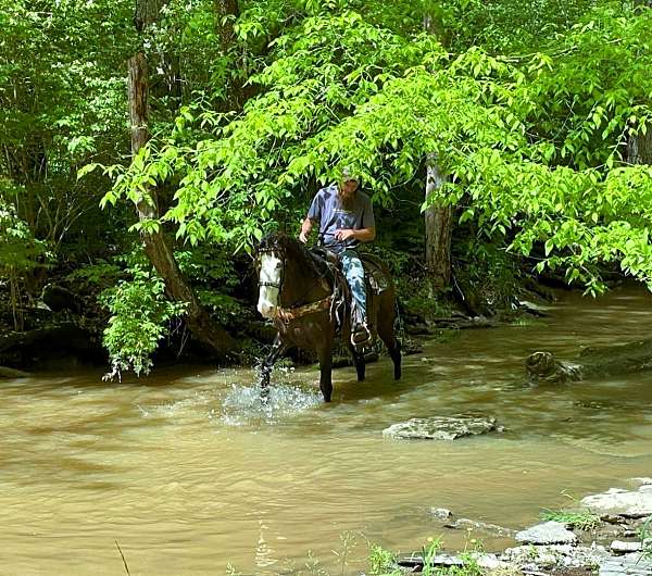 family-kentucky-mountain-horse