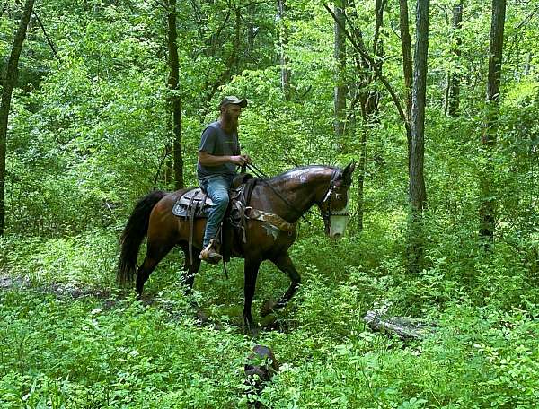 trail-kentucky-mountain-horse