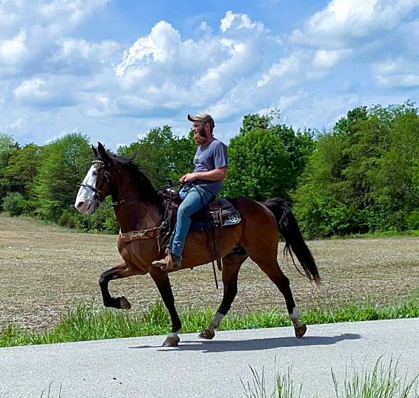 husband-safe-kentucky-mountain-horse