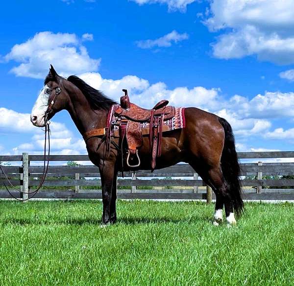 all-around-kentucky-mountain-horse