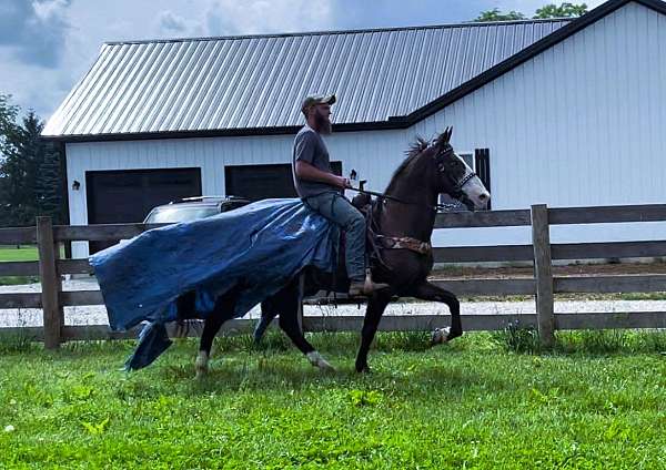 gaited-kentucky-mountain-horse