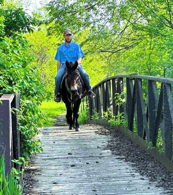 brown-see-pics-horse