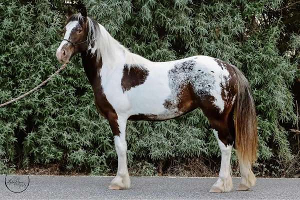 flashy-gypsy-vanner-poa-horse